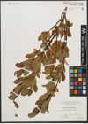 Foto von Salix waldsteiniana Willd.
